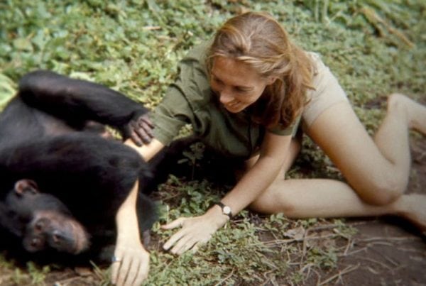Jane with chimpanzee